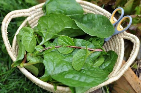 Malabar spinach (Basella alba or ruba, a redder variety) is actually not spinach. When raw, Malabar spinach has very fleshy, thick leaves that are juicy and crisp and taste of citrus and pepper. When cooked, Malabar spinach looks and tastes a lot like regular spinach albeit a bit slimy if cooked for more than a short time.