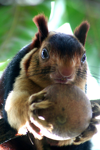 image credit: Sinu S Kumar Also known as the Indian Giant Squirrel. It makes the European and North American squirrel look like dormice in comparison. http://www.arkinspace.com/2010/09/indian-giant-squirrel-secret-squirrel.html 