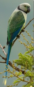 Malabar9 parakeet