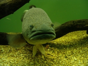 'Agro', a Murray River cod. Resident or inmate at the Narrandera Fisheries Centre.